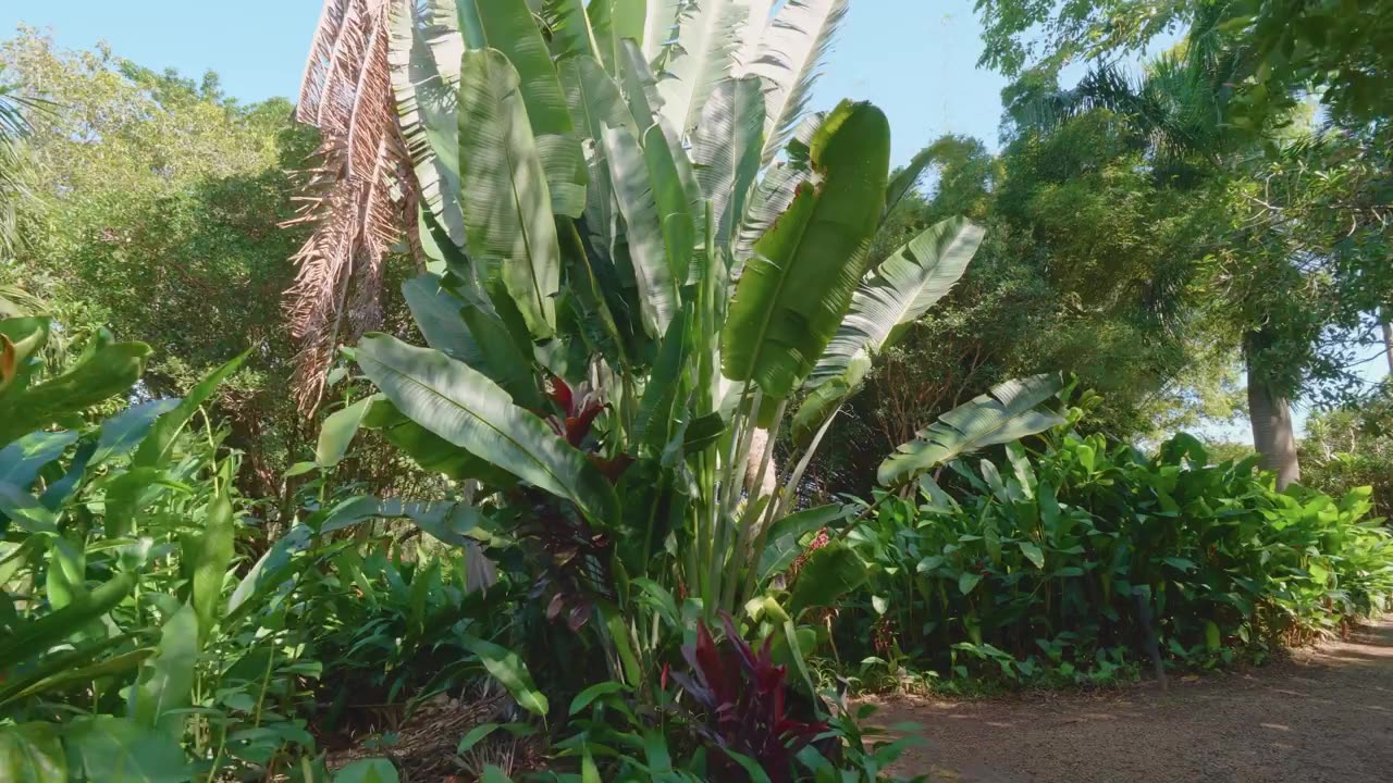 Caminata: Bosque tropical